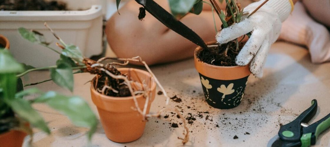 Grădinar la tine în balcon / Șapte alimente pe care le poți planta chiar dacă nu ai grădină