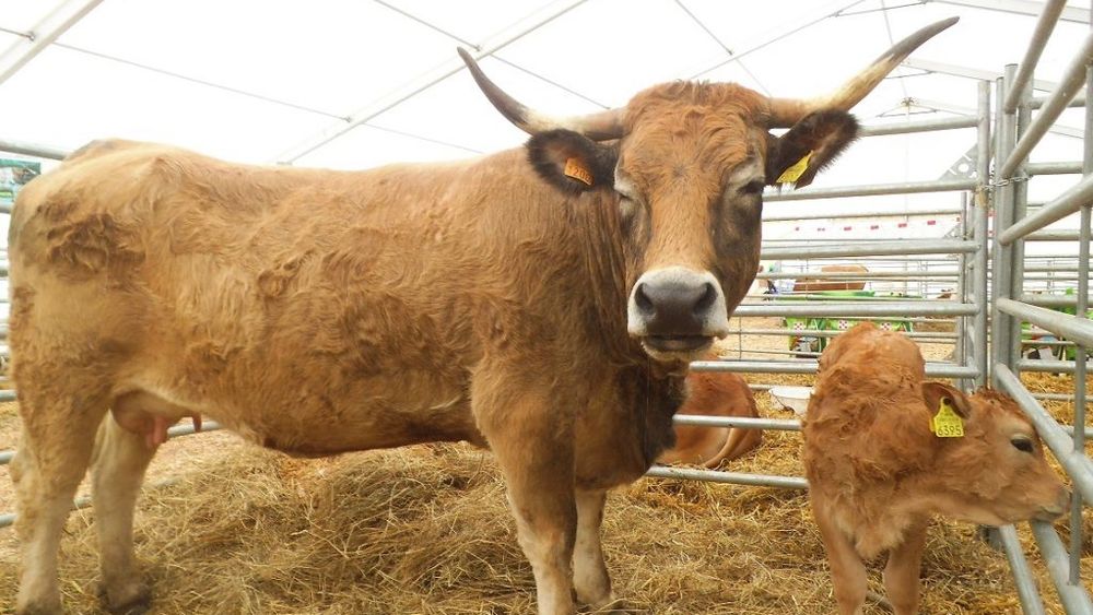 Vacile italienilor au ajuns mai ieftine la poarta abatorului decât cele din România; polonezii se confruntă cu scăderi de prețuri la toate categoriile de bovine, raportat la același interval de timp din 2018