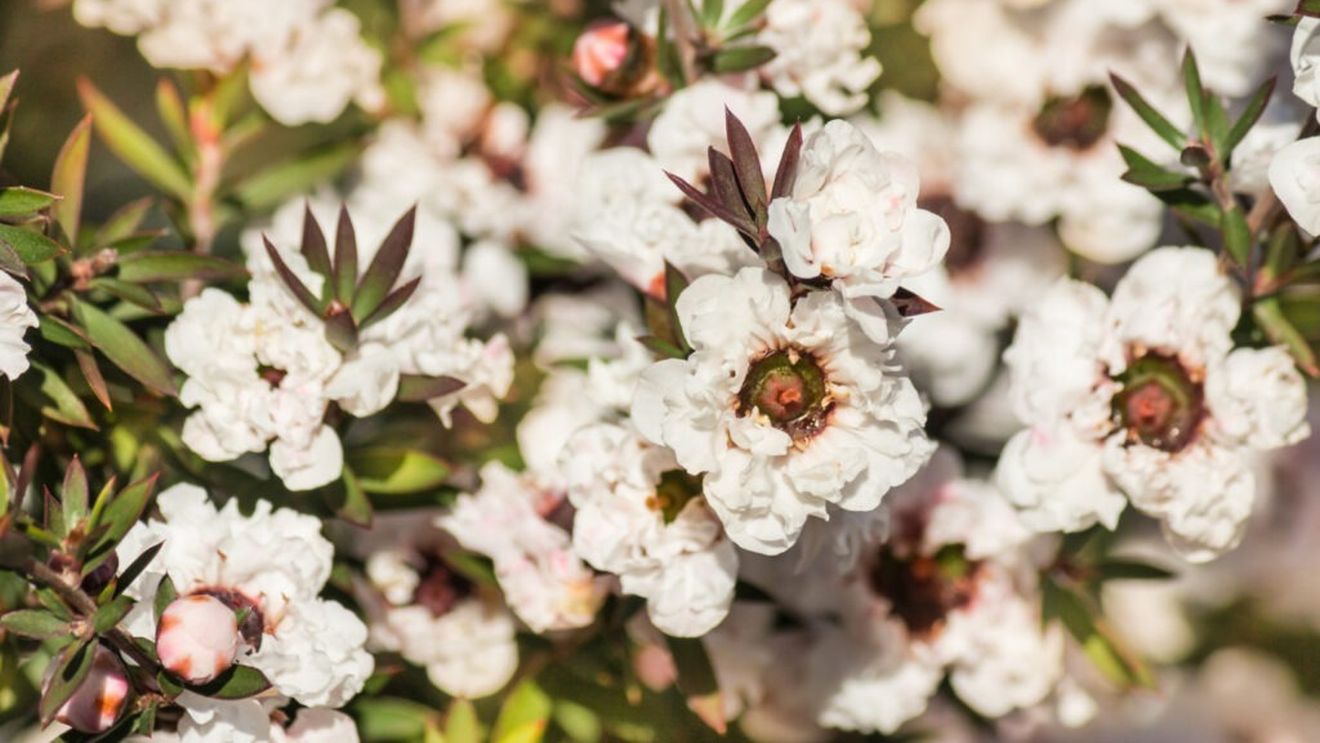 Studiu preclinic: mierea de Manuka ar putea deveni o alternativă naturală în tratarea cancerului de sân