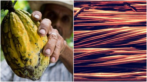 Boabele de cacao au ajuns mai valoroase decât cuprul / O tonă de cacao se vinde cu 9.000 de dolari