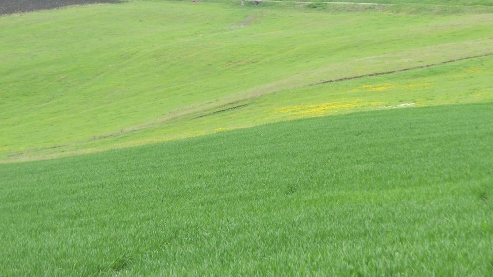 Noua cooperativizare agricolă: autoritățile folosesc zăhărelul fiscal în locul biciului din anii 50