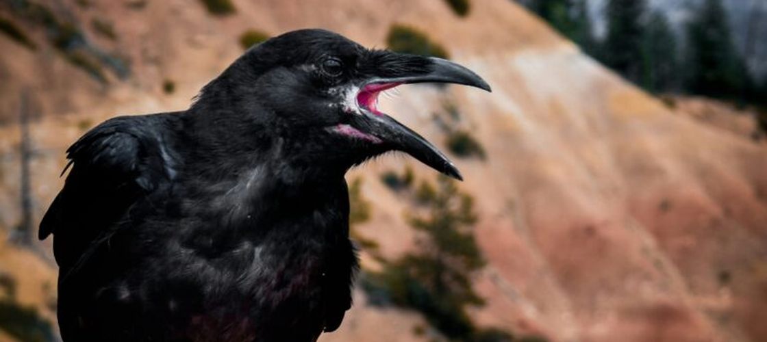 Ciorile distrug culturile de porumb abia răsărite: fermierii cer soluții, dar păsările sunt protejate prin lege