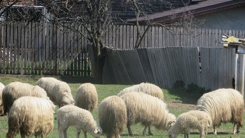 Nigeia de măsuratul oilor de la Rudăria, prezentată la Muzeul Satului Bănăţean