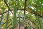 Pepenele de iarnă, o nouă  cultură exotică, testată la Buzău/ Fructele ajung până la 20 kg și se pot păstra 6 luni/ Pepenele are un gust de castravete, cu amestec de dovlecel