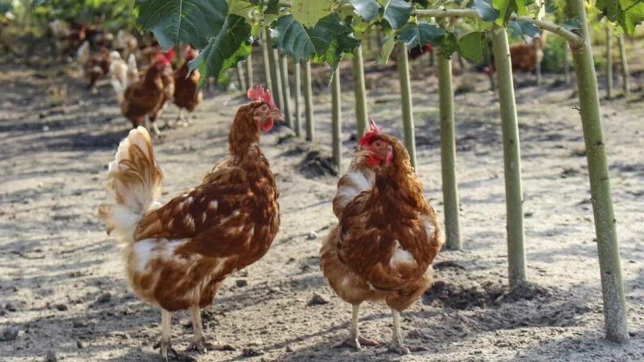 „Pădurea pentru găini”, soluția unei ferme germane împotriva caniculei / Plopii oferă umbră și lemn cu un echivalent energetic de 5.000 de litri de combustibil pe hectar