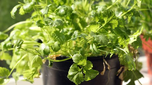 Cum să cultivi coriandru în casă și să ai frunze proaspete tot anul. Planta are nevoie de un singur lucru pentru a crește bine