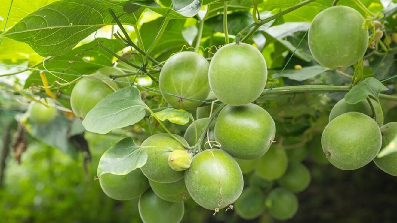 De ce să înlocuiești zahărul cu Monk Fruit, un îndulcitor fără calorii, de până la 250 de ori mai dulce decât zahărul, prietenos cu diabeticii / Studiile vorbesc despre mai multe beneficii pentru sănătate