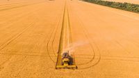 Un gigant agricol cu sute de mii de hectare a fost naționalizat în Rusia, pe fondul presiunilor tot mai mari asupra mediului de afaceri / Proprietarul este în arest