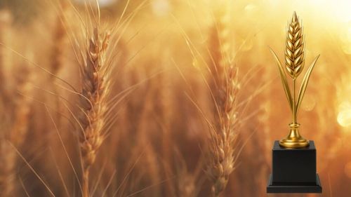 Competiția „Spicul de aur” 2025 | Câștigătorul a obținut o producție - record de peste 10 tone/ha. Fermierii care s-au situat pe primele două locuri au folosit tehnologii moderne de prelucrare a solului