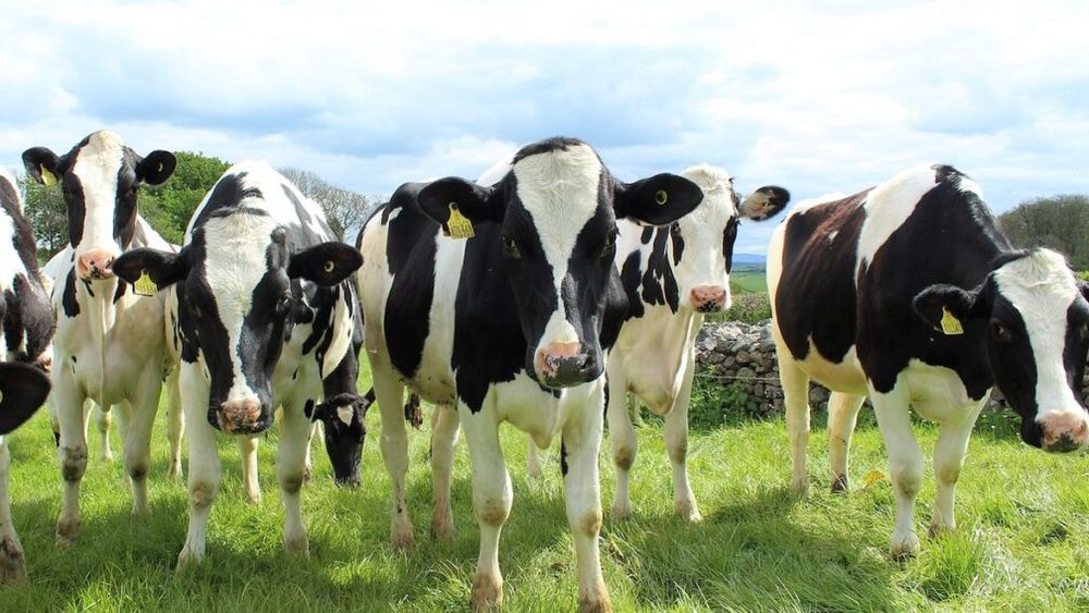 Cel mai mare producător de lapte de vacă din România, profit de 14 milioane de lei în primul trimestru. ”Creşterea producţiei, preţurile de vânzare mai mari şi optimizarea costurilor au contribuit semnificativ”