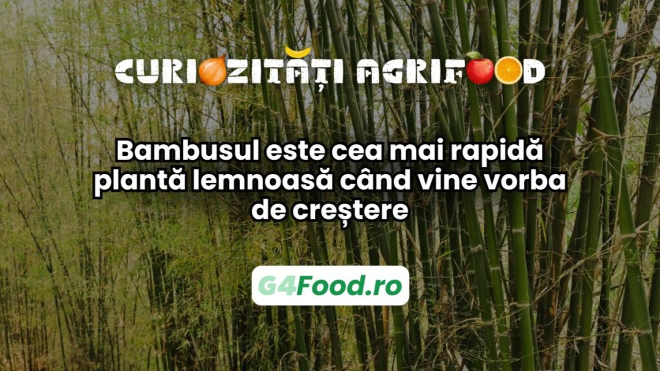 Curiozitate agri-food 18 martie: Bambusul este cea mai rapidă plantă lemnoasă când vine vorba de creștere. Poate crește până la 90 cm într-o singură zi