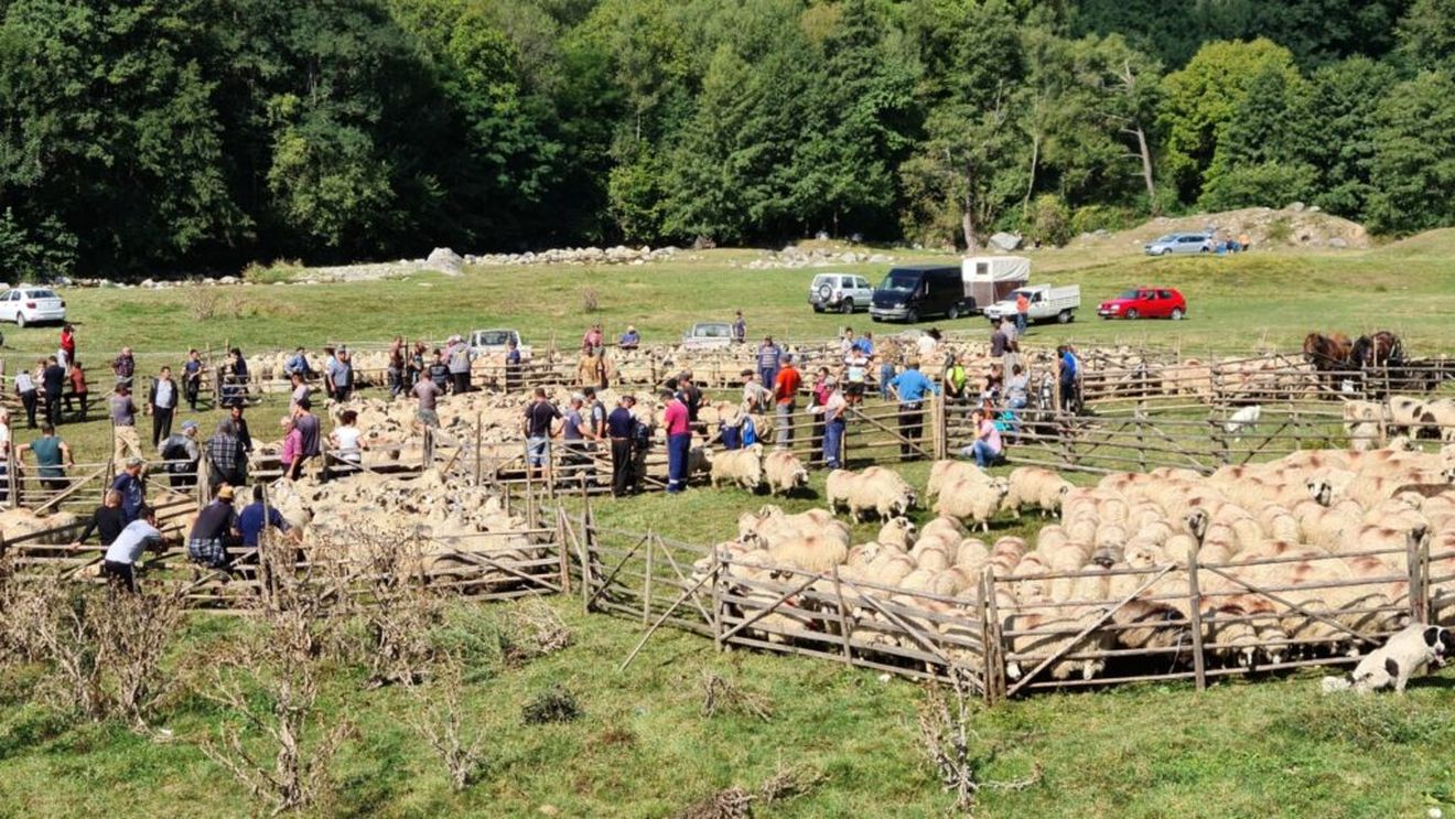 „Păstoritul în sud-estul Transilvaniei”, expoziție foto-documentară la Muzeul Carpaţilor Răsăriteni din Covasna