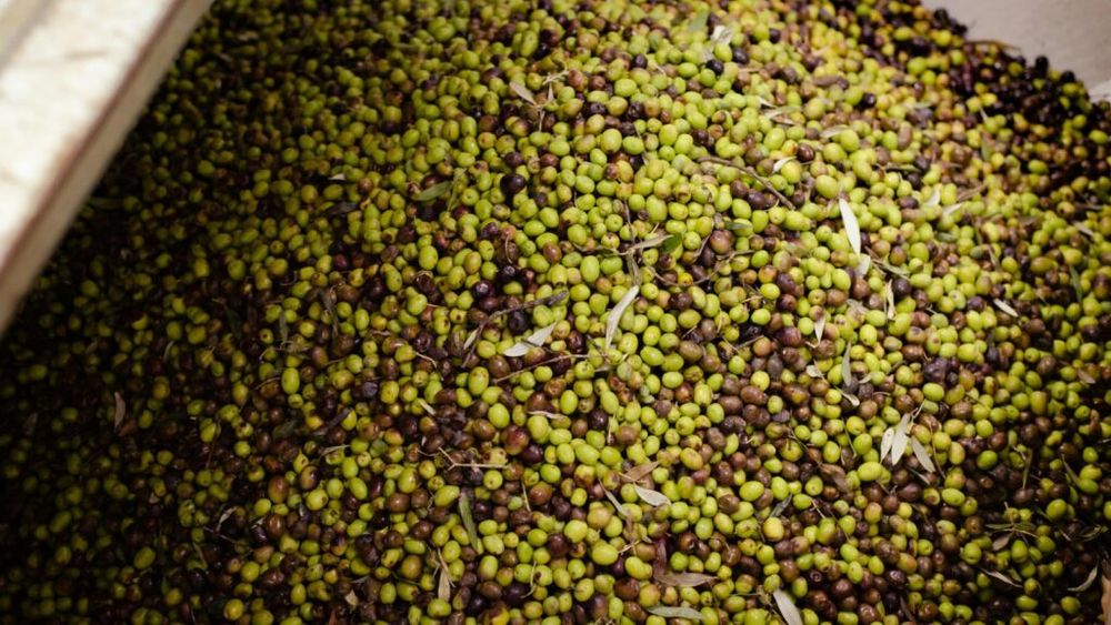 Poliția spaniolă a împiedicat furtul a jumătate de tonă de măsline în prima zi de strângere a recoltei