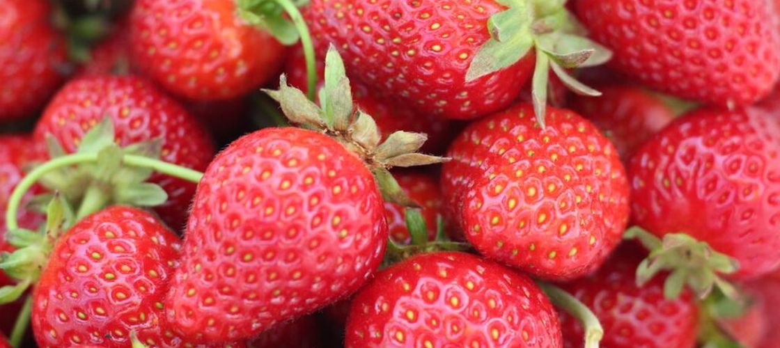 Primele căpșuni românești ajung pe tarabe cu cel puțin 5 lei mai scumpe / Frigul din iarnă a crescut costurile producătorilor, iar agricultorii spun că investițiile din iarnă se văd la preț