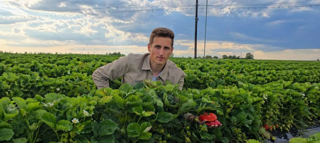 FOTO | Primele căpșuni de Halmeu au ajuns pe tarabe / Primele fructe sunt din sere, dar frigul amenință recolta din câmp / Alex Fazekas: „Avem deja căpșuni căzuți din floare, bobul e format și în unele locuri sunt deja roz. Riscul este foarte mare acum”