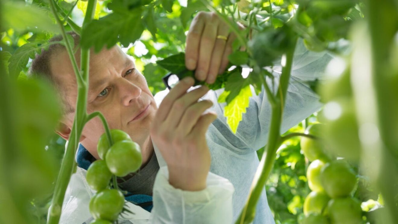 Tehnologie inspirată din plante | Cercetători: „Noile descoperiri deschid calea pentru strategii agricole inovatoare care optimizează culturile și previn problemele cauzate de dăunători”