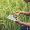 O companie românească de IT dezvoltă soluții pentru digitalizarea agriculturii / Fermierii își pot gestiona mai eficient activitatea din teren