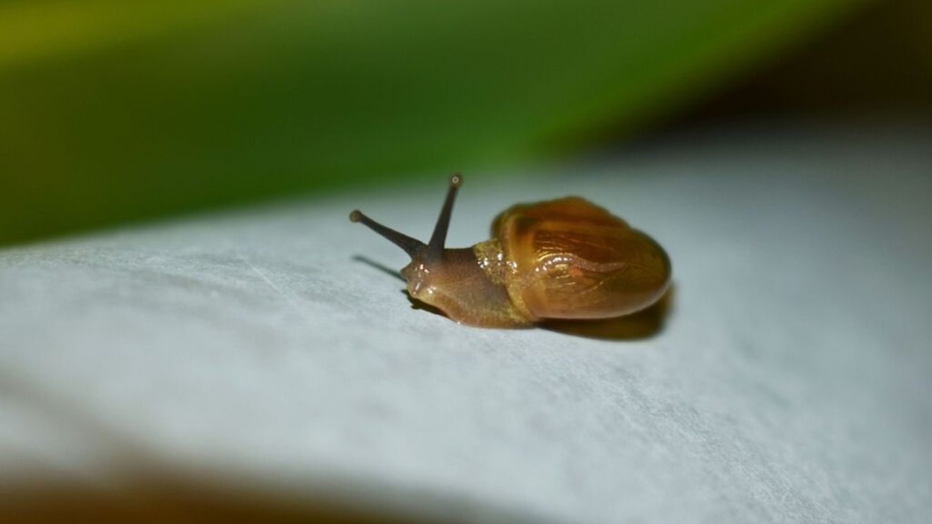Grădinarii britanici sunt sfătuiţi să protejeze limacşii şi melcii. Animalele sunt importante pentru ecosisteme