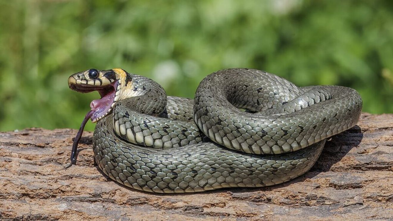 India: Peste 100 de copii s-au îmbolnăvit după ce au mâncat prânzul gratuit oferit la şcoală / Bucătarul ar fi găsit un şarpe mort în mâncare, l-a îndepărtat şi a servit totuşi meniurile copiilor