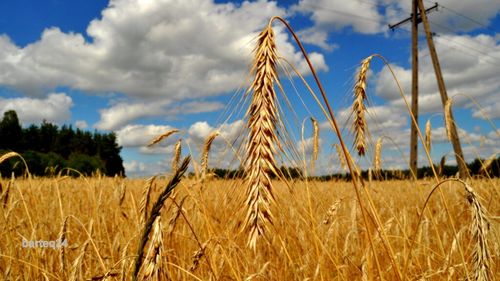 Ministrul Agriculturii: Mecanismele de acordare a subvenţiilor în Uniunea Europeană ar trebui regândite