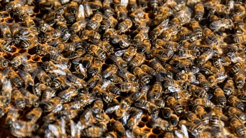 Roiuri uriașe de albine au invadat un centru comercial din Israel / Autoritățile au închis zona