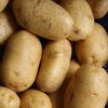 Ziua Internațională a Cartofului, sărbătorită pe 30 mai / Cum a devenit una dintre cele mai importante culturi agricole din lume