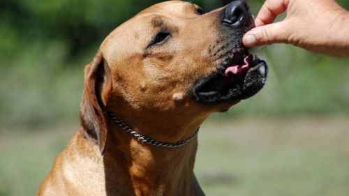 Cum a ajuns Chile capitala hranei premium pentru animale din America Latină / Piață sofisticată, alegeri strategice