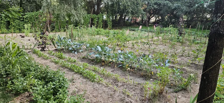 Grădina Regelui Charles de la Viscri