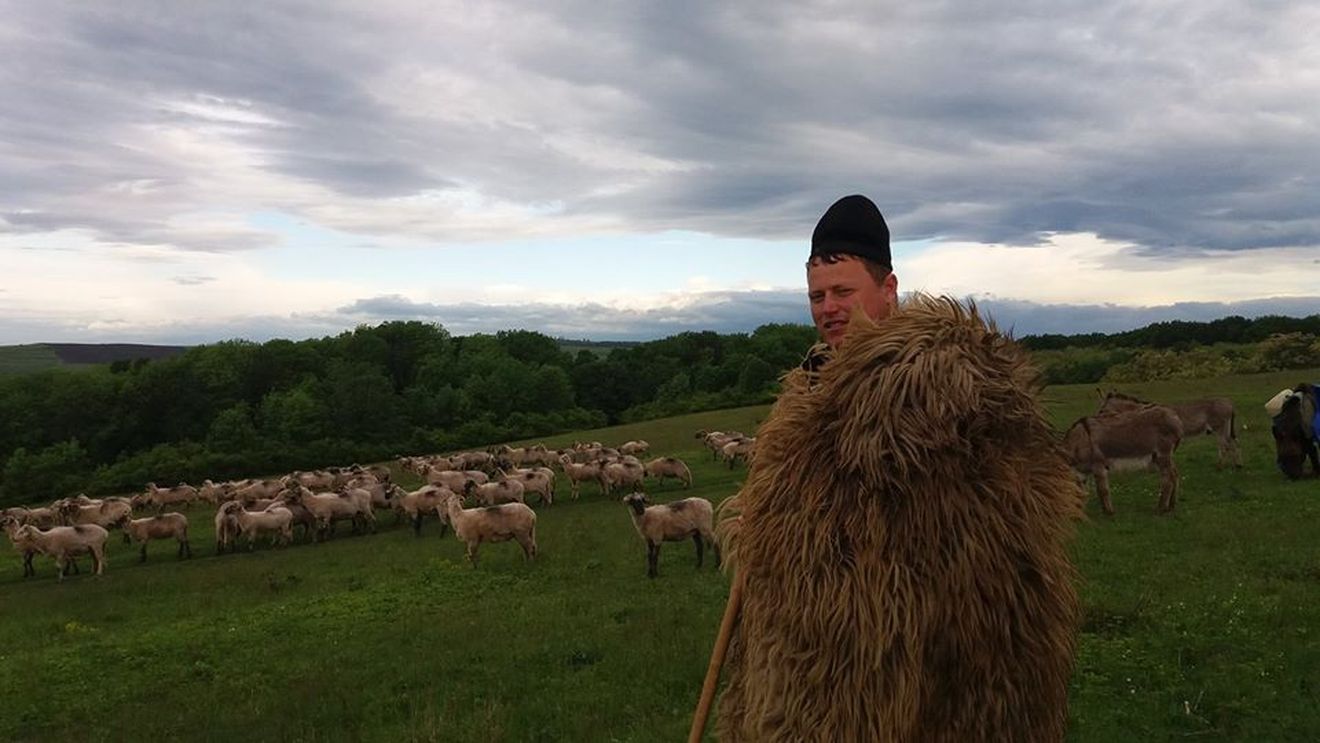 Ghiță Ciobanu, după ce Regele Charles a anunțat că angajează un cioban pentru oile sale: „Meseriași nu mai găsești nici la noi” / „Și eu am tot 2.000 de oi, ca regele. M-am uitat de salariu în anunț, dar nu scrie”