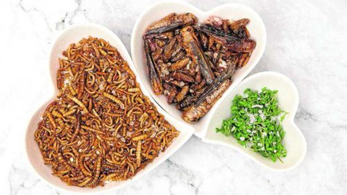 Boom-ul industriei insectelor s-a transformat într-o criză: Costurile ridicate, reglementările stricte și cererea scăzută pun sectorul în dificultate