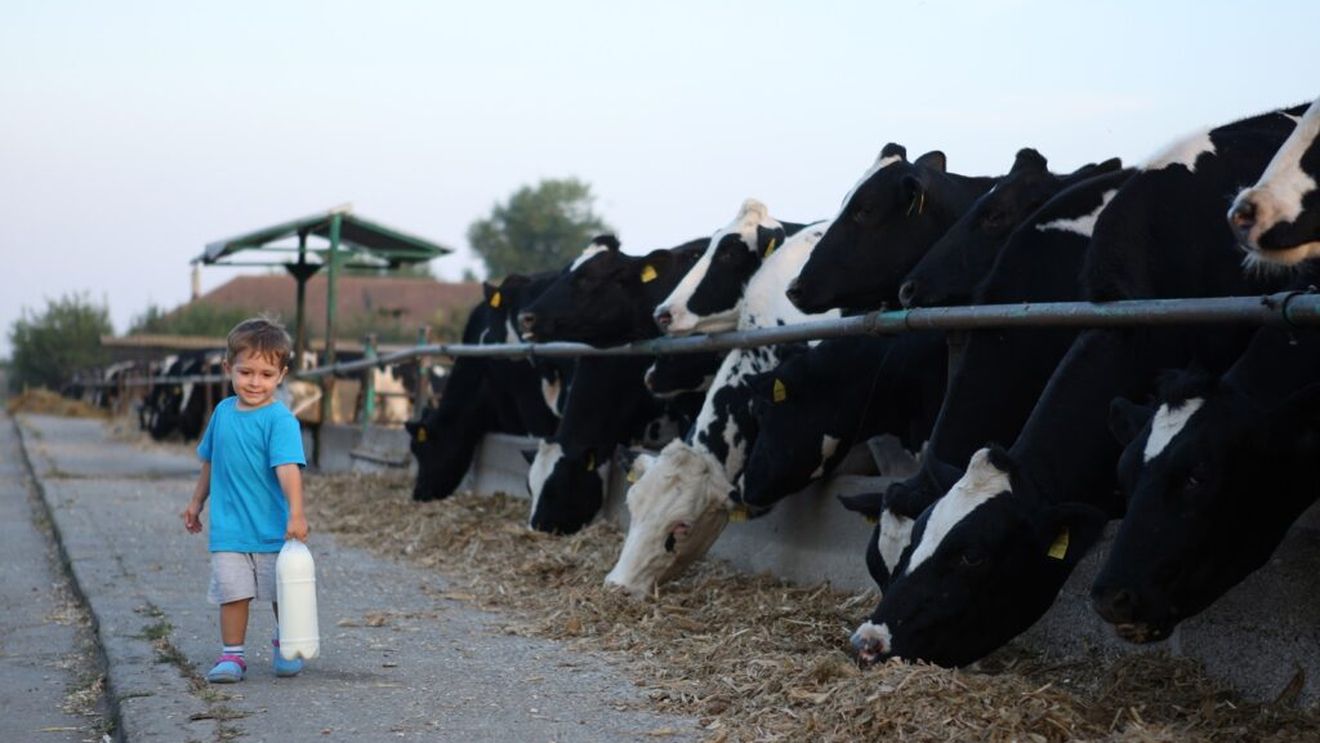 Motivul pentru care ar trebui să fii foarte atent când alegi să bei laptele crud/Deși se crede că are mai multe beneficii, riscurile de îmbolnăvire sunt pe măsură/Specialiștii îl consideră „cel mai riscant”