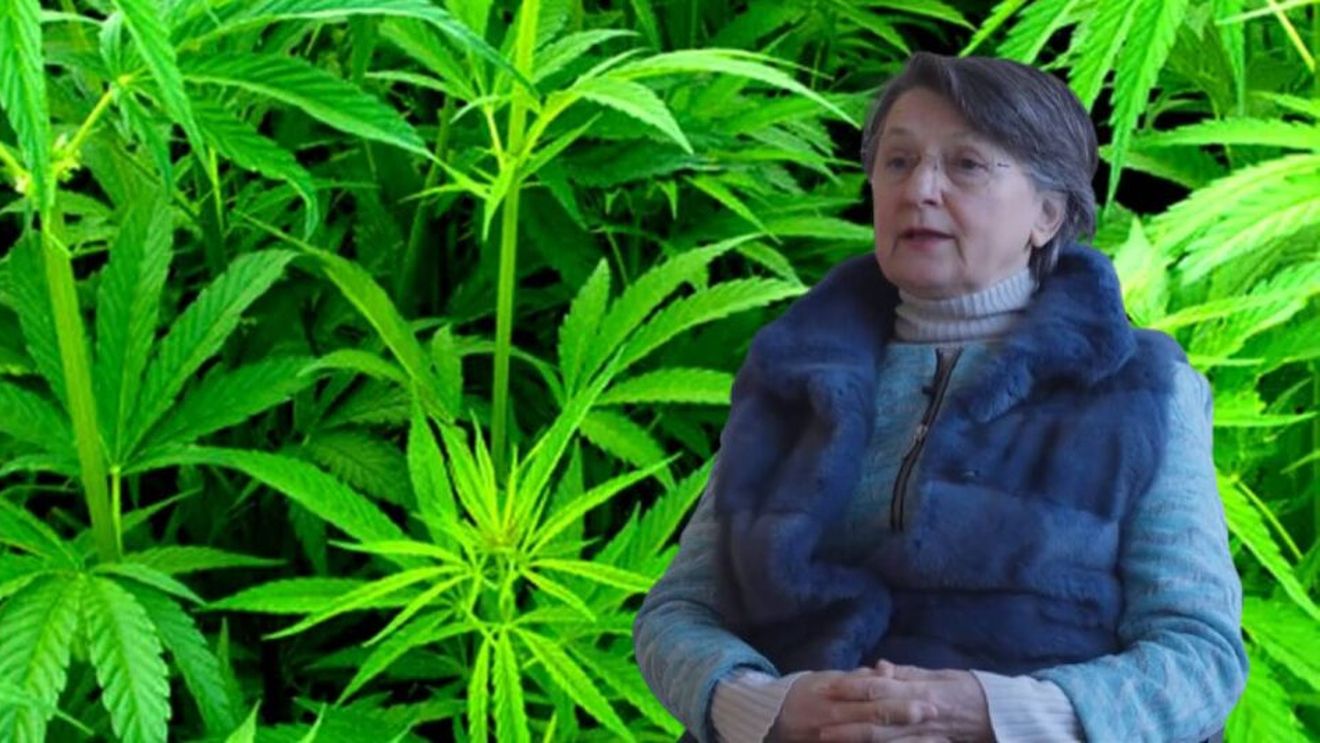 VIDEO | Dr. Florica Zaharia: „Ne-am obișnuit să punem cânepa în categoria plantelor problematice. De fapt, cânepa românească este o plantă care s-a folosit chiar și în scopuri alimentare și medicinale. Frunzele de cânepă se mâncau în salată, iar din sămânță se făcea lapte de cânepă”
