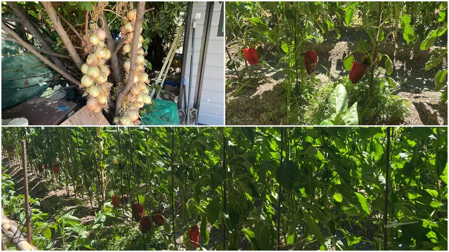 gradina lui Flory zaragoza