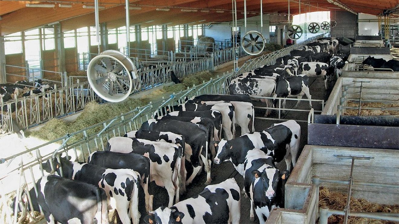 Crescătoriile de vaci din nordul Italiei sunt în alertă din cauza căldurii. „Pentru a face față schimbărilor climatice, sunt necesare mai multe fonduri”