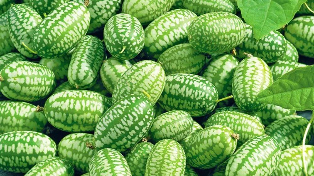 Apare o legumă nouă în grădinile românilor. Stațiunea de Cercetare Buzău va vinde din primăvară răsaduri de castraveți mexicani