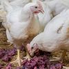 Tescovina în loc de antibiotice / Resturile rezultate din vinificație ar putea reduce utilizarea antibioticelor în fermele de păsări