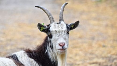 Eurostat: Efectivele de animale din Uniunea Europeană au scăzut în 2023 / Cel mai mare declin, consemnat la caprine