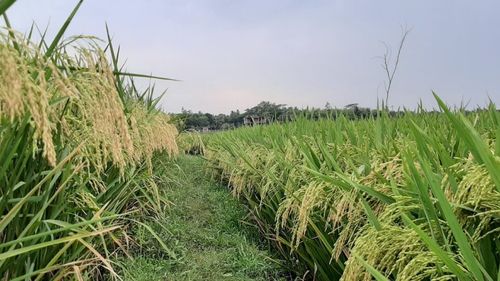 Reglarea fină a unghiului frunzelor cu ajutorul editării genetice îmbunătățește producția de trestie de zahăr / Plantele modificate captează mai multă lumină