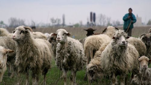 Crescătorii de ovine cer demisia șefului ANSVSA după blocarea exporturilor / ROMOVIS amenință cu proteste pe 23 iunie