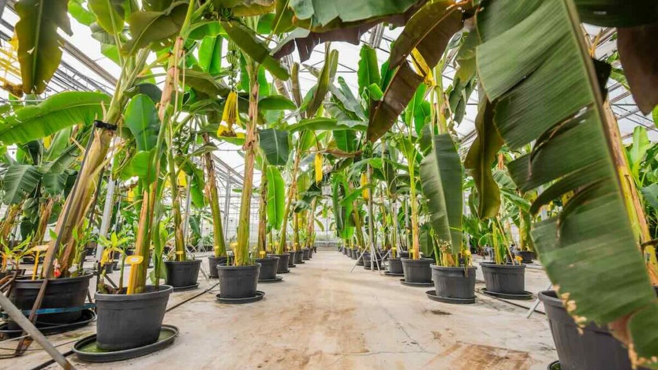 Primele banane produse în Europa vor ajunge pe piață anul viitor. Chiquita pune deja bazele primei plantatii bio în Sicilia, în colaborare cu fermieri locali