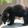 Un urs a fost surprins în Japonia, în bucătăria unor pensionari, furând mâncare din frigider