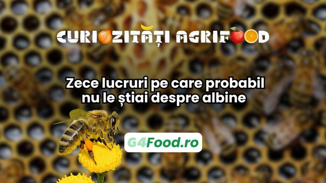 Curiozități agrifood - 28 mai | Zece lucruri pe care probabil nu le știai despre albine