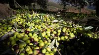 Europa riscă să piardă supremația producției de ulei de măsline / Se întrevede o evoluție similară cu cea de pe piața vinului