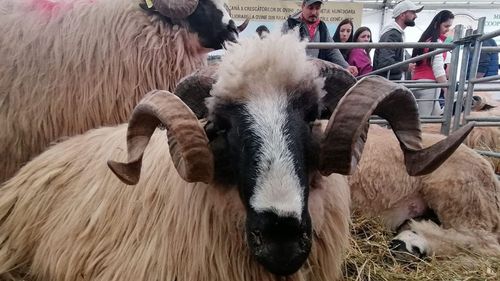 Exportul de ovine/caprine din România pe piețele terțe: creștere semnificativă în perioada ianuarie - mai 2023, față de același interval al anului trecut; câștiguri de peste 100.000.000 de euro