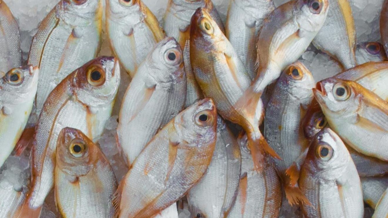 Raport FAO: Numărul peștilor din mări și oceane riscă o scădere dramatică dacă emisiile de CO2 nu se vor reduce