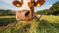 Mureș: Taur din rasa Fleckvieh, ales „Mister Parada Taurilor” la evenimentul care a marcat 50 de ani de activitate genetică