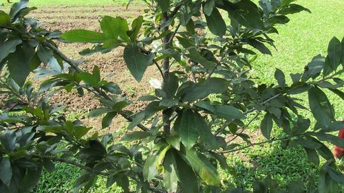 Cum să crești un fistic chiar la tine pe balcon: Sfaturi de plantare și îngrijire / Dacă ai spațiu pentru două plante, cumpără un exemplar masculin și unul feminin