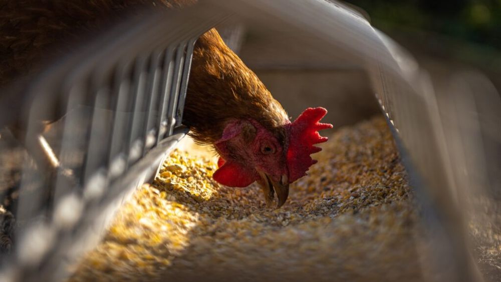 Australia raportează un nou caz de gripă aviară la o fermă avicolă / Virusul detectat în statul Victoria este din tulpina înalt patogenă H7N3