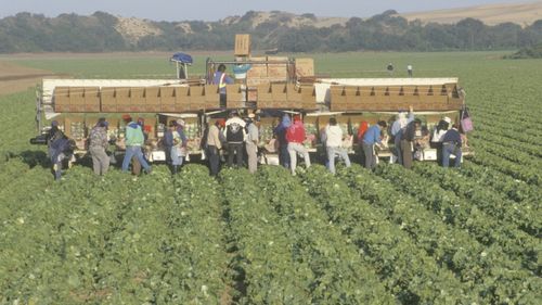 Lucrători agricoli ilegali drogați de șefi ca să suporte mai ușor munca grea, în Italia