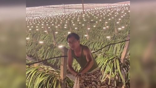 VIDEO Zeci de mii de lumini artificiale, folosite pentru a crește mai repede fructul dragonului în China